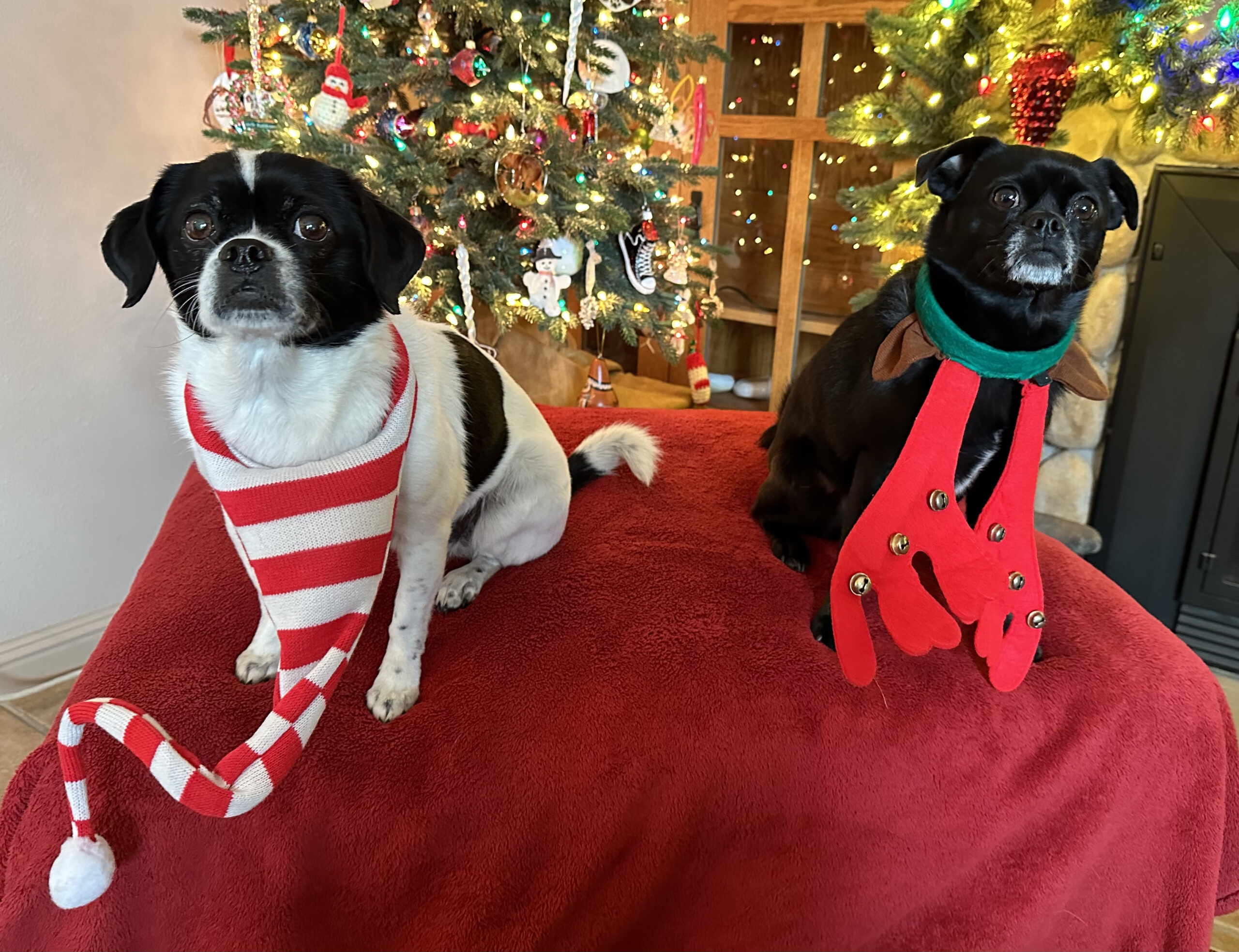 2-pug-mutts-upside-down-hats-scaled.jpeg